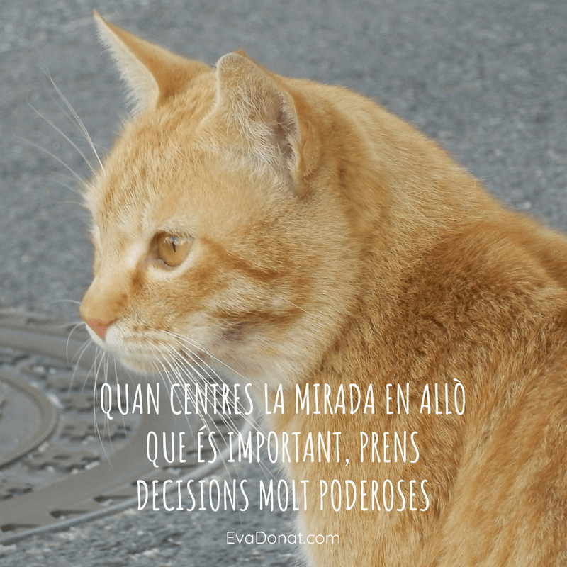 Quan centres la mirada en allò que és important, prens decisions molt poderoses. (1).png